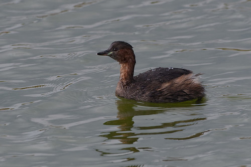 Grebe castagneux.jpg